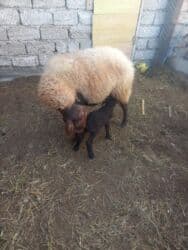 Balalı qala cinsi qoyunlar satılır. Super qoyunlardı.Cavandırlar.3 lalafo.az -da Balalı qala cinsi qoyunlar satılır. Super qoyunlardı.Cavandırlar.3