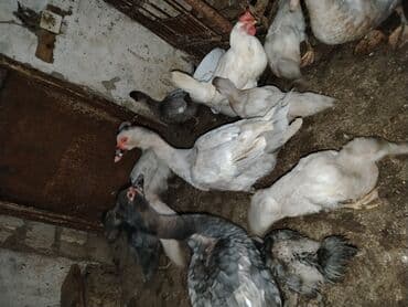 Toyuq, Damazlıq lalafo.az -da Toyuq, Damazlıq