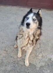 Xaski, 1 il, Erkek, Ünvandan götürmə lalafo.az -da Xaski, 1 il, Erkek, Ünvandan götürmə