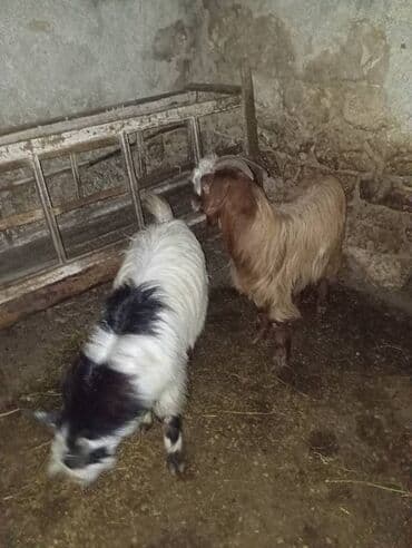 Salam super kök oğlaqlardi erkek. Temiz əti 16 manatdan istəyən əlaqə lalafo.az -da Salam super kök oğlaqlardi erkek. Temiz əti 16 manatdan istəyən əlaqə