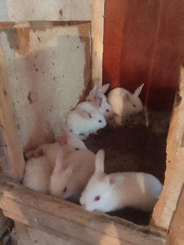 8 dənə dovşandı 8 nidə alana edirim olacak lalafo.az -da 8 dənə dovşandı 8 nidə alana edirim olacak