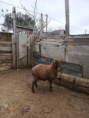 Erkey quzu sağlam heyvanlardi lalafo.az -da Erkey quzu sağlam heyvanlardi