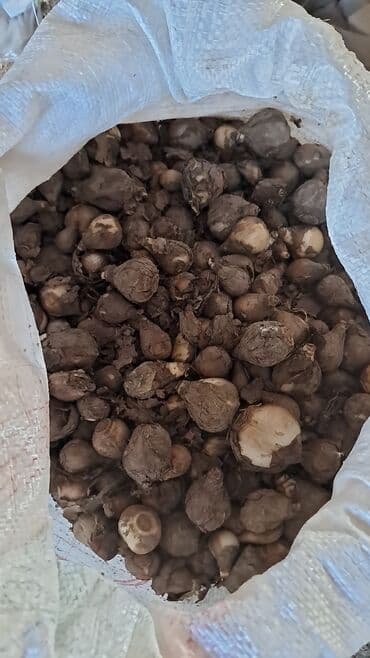 Другие растения: Nərgiz gülü soğanağları öz bağımındı satılır 1 ştili 50 qəpik at lalafo.az — 2 Другие растения: Nərgiz gülü soğanağları öz bağımındı satılır 1 ştili 50 qəpik — 2