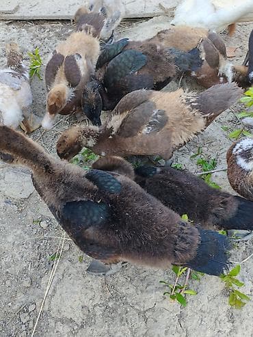Salam az sayida qalibdi 13 eded krasnadar zymrud 4 edet lavandda lalafo.az -da Salam az sayida qalibdi 13 eded krasnadar zymrud 4 edet lavandda