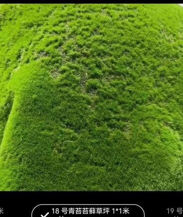 Bitki dərmanları: Məhsul: Təbiətvi̇ zolaqlı yosun/mahov örtüyü – hazır plitələr Təsvir lalafo.az -da — 2 Bitki dərmanları: Məhsul: Təbiətvi̇ zolaqlı yosun/mahov örtüyü – hazır plitələr Təsvir — 2