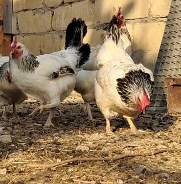 Toyuq, Yumurtalıq lalafo.az -da Toyuq, Yumurtalıq