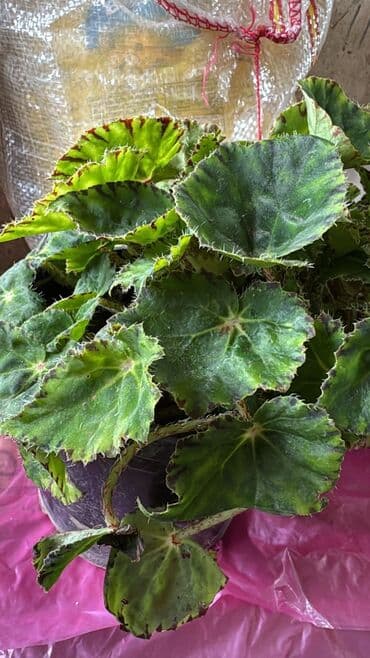 Другие растения: Güllər satılır köçlə əlaqədar. Fərqli qiymətə. Hamısını alana endirim at lalafo.az — 8 Другие растения: Güllər satılır köçlə əlaqədar. Fərqli qiymətə. Hamısını alana endirim — 8