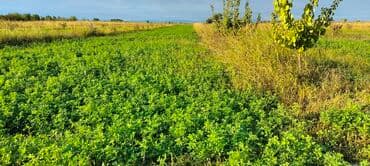 Xaçmaz Aşağı Ləgər – 1 hektar 3 illik fındıq bağı satılır. 🌳 Sahə: 1 lalafo.az -da Xaçmaz Aşağı Ləgər – 1 hektar 3 illik fındıq bağı satılır. 🌳 Sahə: 1