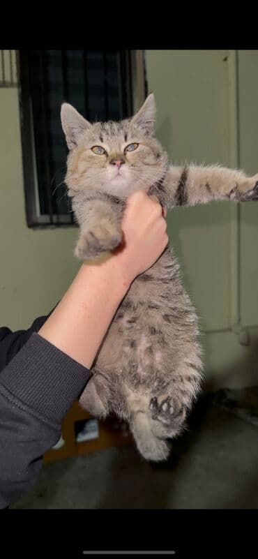 Dişi, Yaxşı əllərə, Ünvandan götürmə lalafo.az -da Dişi, Yaxşı əllərə, Ünvandan götürmə