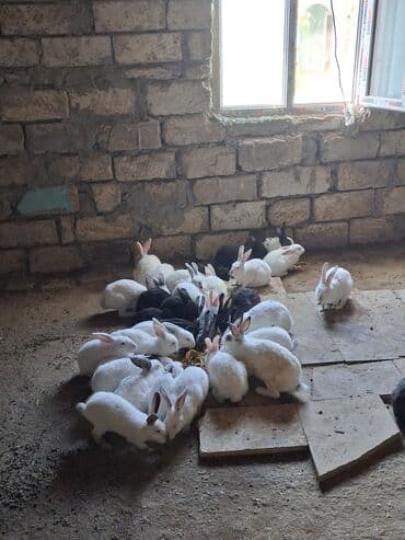 Satılır: ev şəraitində bəslənmiş dovşanlar - Rənglər: əsasən ağ lalafo.az -da Satılır: ev şəraitində bəslənmiş dovşanlar - Rənglər: əsasən ağ