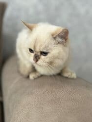 Şinşilla, Erkək, Dişi, Yaxşı əllərə, Ünvandan götürmə, Ödənişli çatdırılma lalafo.az -da Şinşilla, Erkək, Dişi, Yaxşı əllərə, Ünvandan götürmə, Ödənişli çatdırılma