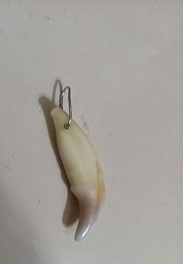 Kulon, Heyvanlar, Qaşsız lalafo.az -da Kulon, Heyvanlar, Qaşsız