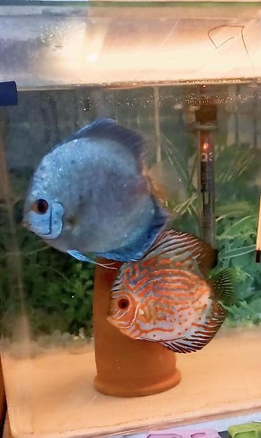 Diskus, Sülhsevər, Ünvandan götürmə lalafo.az -da Diskus, Sülhsevər, Ünvandan götürmə