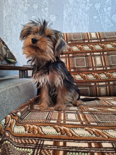 Yorkşir teryer, 4 ay, Erkek lalafo.az -da Yorkşir teryer, 4 ay, Erkek