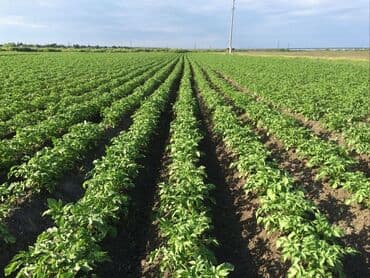 100 sot, Kənd təsərrüfatı, Mülkiyyətçi, Müqavilə lalafo.az -da 100 sot, Kənd təsərrüfatı, Mülkiyyətçi, Müqavilə