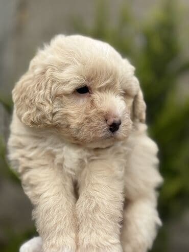 Cins: POODLE Kiçik ölçülü, açıq krem rəngli, sıx qıvrım tüklü it lalafo.az -da Cins: POODLE Kiçik ölçülü, açıq krem rəngli, sıx qıvrım tüklü it