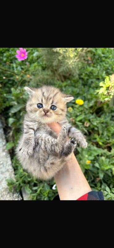 Şotland lalafo.az -da Şotland