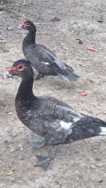 Erkək, | Macar, Ətlik, Pulsuz çatdırılma lalafo.az -da Erkək, | Macar, Ətlik, Pulsuz çatdırılma