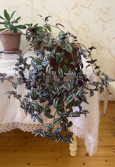 Bitki: Tradescantia zebrina (Zebra sarmaşığı) – asma/sallanan saksı lalafo.az -da Bitki: Tradescantia zebrina (Zebra sarmaşığı) – asma/sallanan saksı