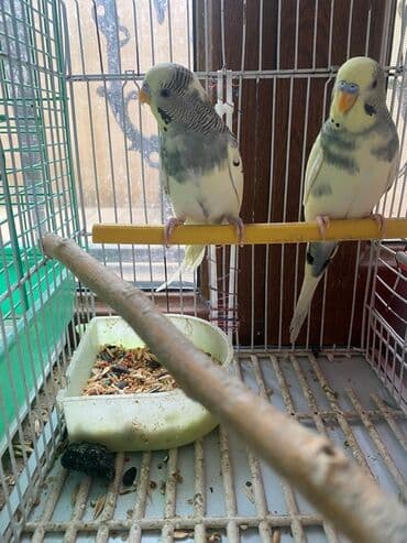 İkisi də eyni qəfəsdə saxlanılan rəngli açıq sarı-ağ tonlar, boz/yaşıl lalafo.az -da İkisi də eyni qəfəsdə saxlanılan rəngli açıq sarı-ağ tonlar, boz/yaşıl