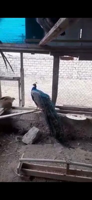 3 illik 1 xoruz 1 fere (dişi)hazir yumurtlayan lalafo.az -da 3 illik 1 xoruz 1 fere (dişi)hazir yumurtlayan