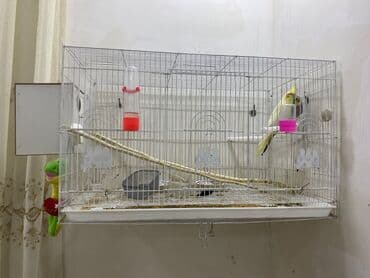 2 eded erkek dişi korella Qefes qarısıq satıram lalafo.az -da 2 eded erkek dişi korella Qefes qarısıq satıram