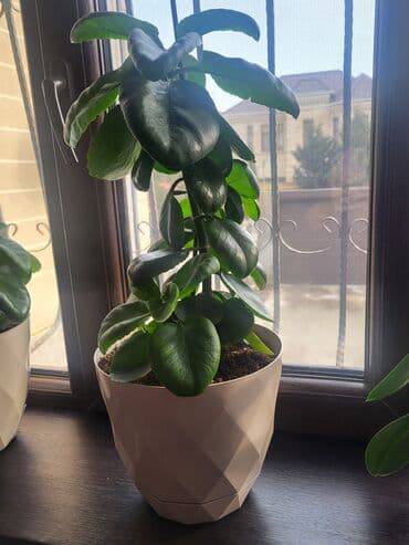 Sukulent tipli dekorativ otaq bitkisi (qalın, parlaq tünd-yaşıl lalafo.az -da Sukulent tipli dekorativ otaq bitkisi (qalın, parlaq tünd-yaşıl