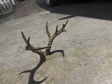 Təbii maral/kişi ceyran buynuzu (cüt) – dekorativ məqsədli - Real at lalafo.az — 2 Təbii maral/kişi ceyran buynuzu (cüt) – dekorativ məqsədli - Real — 2