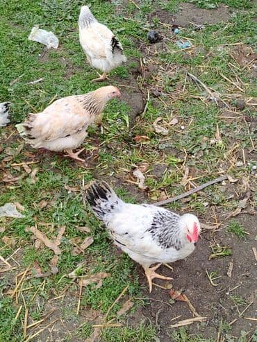 Рыбы: Kənt yumurtası kənt colpsı və kəsilib təmizləmiş öry satışı var kimə at lalafo.az — 10 Рыбы: Kənt yumurtası kənt colpsı və kəsilib təmizləmiş öry satışı var kimə — 10