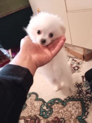 Şpitz, 3 ay, Dişi, Peyvəndli, Ödənişli çatdırılma lalafo.az -da Şpitz, 3 ay, Dişi, Peyvəndli, Ödənişli çatdırılma