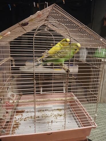 Hazir cutur qefsli satlir sonu 45 manardir lalafo.az -da Hazir cutur qefsli satlir sonu 45 manardir