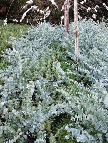 Gümüşü-boz rəngli yarpaqları olan bu evkalipt bitkiləri bağlarda və ya lalafo.az -da Gümüşü-boz rəngli yarpaqları olan bu evkalipt bitkiləri bağlarda və ya