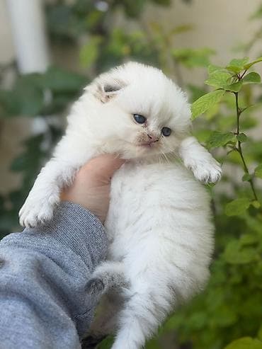 Şotland qıvrım qulaqlı (Scottish Fold) balaca pişiklər - Cins lalafo.az -da Şotland qıvrım qulaqlı (Scottish Fold) balaca pişiklər - Cins