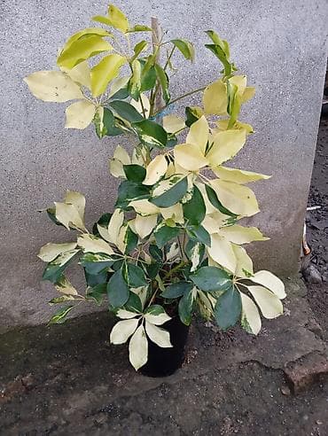 Variegatlı Şeflera (Schefflera arboricola) – dekorativ otaq/terrasa lalafo.az -da Variegatlı Şeflera (Schefflera arboricola) – dekorativ otaq/terrasa