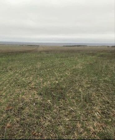 255 sot, Kənd təsərrüfatı, Mülkiyyətçi, Kupça (Çıxarış) lalafo.az -da 255 sot, Kənd təsərrüfatı, Mülkiyyətçi, Kupça (Çıxarış)