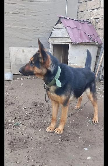 Alman çoban iti lalafo.az -da Alman çoban iti