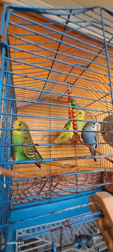 1 aylıq ərkək balalar. Молодые самцы 1 месяц lalafo.az -da 1 aylıq ərkək balalar. Молодые самцы 1 месяц