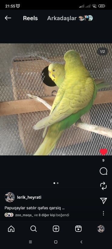 Məhsul: Dalmatian sarı-yaşıl rəngdə dalğalı tutuquşular (cüt) və qəfəs lalafo.az -da Məhsul: Dalmatian sarı-yaşıl rəngdə dalğalı tutuquşular (cüt) və qəfəs