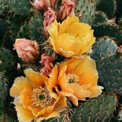 Удобрения: Tikanlı kaktus toxumları Kaktus (Hindistan düyü) 1 toxum-0,50 qəpik at lalafo.az — 1 Удобрения: Tikanlı kaktus toxumları Kaktus (Hindistan düyü) 1 toxum-0,50 qəpik — 1