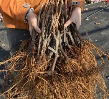 Ləpələr: Üzüm tingləri və süfrə-sortları - Avatar (şirin barmaqvari qara lalafo.az -da — 9 Ləpələr: Üzüm tingləri və süfrə-sortları - Avatar (şirin barmaqvari qara — 9