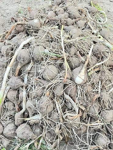 Nergiz gülu soğanı - Təbii torpaqdan yeni çıxarılmış soğanlar - lalafo.az -da Nergiz gülu soğanı - Təbii torpaqdan yeni çıxarılmış soğanlar -