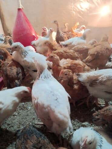 Toyuq cücələri, Ətlik lalafo.az -da Toyuq cücələri, Ətlik