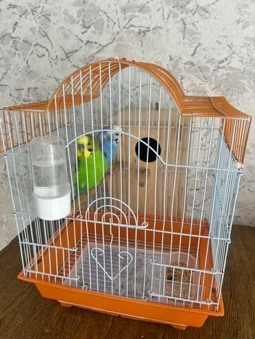 Лекарства для животных: Dalğalı iki cüt tutuquşular tam dəst qəfəs və yuvalıq ile bir yerde at lalafo.az — 10 Лекарства для животных: Dalğalı iki cüt tutuquşular tam dəst qəfəs və yuvalıq ile bir yerde — 10