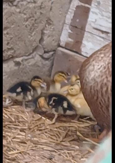 Salam 3 edet lal bala krasnadarda var icinde zümrütde 5 edet yasil bas lalafo.az -da Salam 3 edet lal bala krasnadarda var icinde zümrütde 5 edet yasil bas