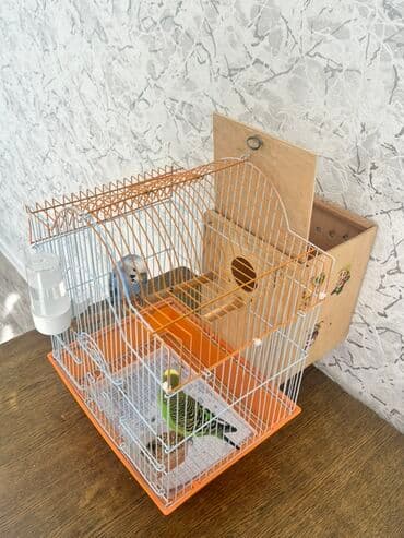 Лекарства для животных: Dalğalı iki cüt tutuquşular tam dəst qəfəs və yuvalıq ile bir yerde at lalafo.az — 1 Лекарства для животных: Dalğalı iki cüt tutuquşular tam dəst qəfəs və yuvalıq ile bir yerde — 1