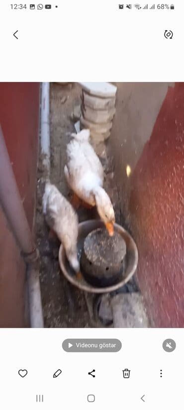 Məhsul: Ev quşları (ördəklər və toyuqlar) Təsvir: - Şəkillərdə lalafo.az -da Məhsul: Ev quşları (ördəklər və toyuqlar) Təsvir: - Şəkillərdə