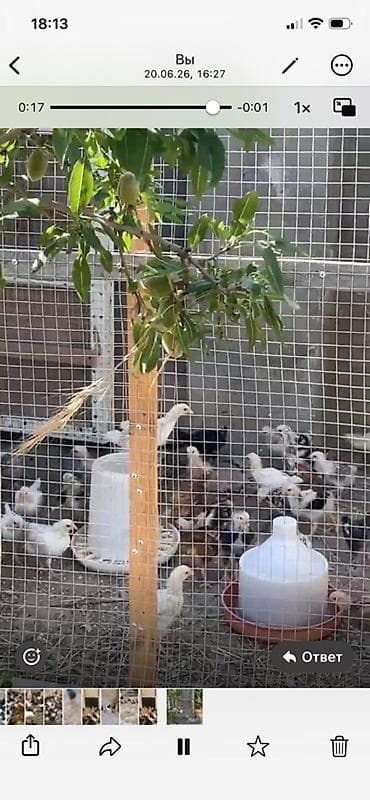 Toyuq cücələri, Damazlıq, Ünvandan götürmə lalafo.az -da Toyuq cücələri, Damazlıq, Ünvandan götürmə
