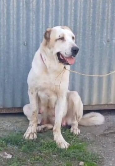 Alabay, 2 il, Dişi lalafo.az -da Alabay, 2 il, Dişi