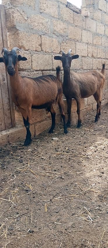 Hələb keçi satılır təcili ciddi alıcılara endirim olacaq alpin mələzi lalafo.az -da Hələb keçi satılır təcili ciddi alıcılara endirim olacaq alpin mələzi