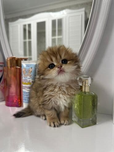 Şinşilla, Erkək, Dişi, Ünvandan götürmə, Pulsuz çatdırılma lalafo.az -da Şinşilla, Erkək, Dişi, Ünvandan götürmə, Pulsuz çatdırılma